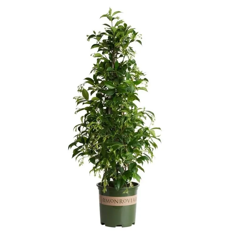 1.6 Gallon Star Jasmine Plant - Vibrant Green Foliage And Fragrant Blooms