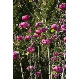 3.58-gallon Black Tulip Magnolia Ppaf - Stunning Ornamental Tree